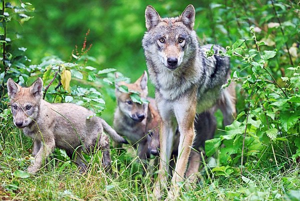 Erneut Nachwuchs: Wie schon 2018 hat Rieke drei kleine Wölfe geworfen. - © Sarah Jonek