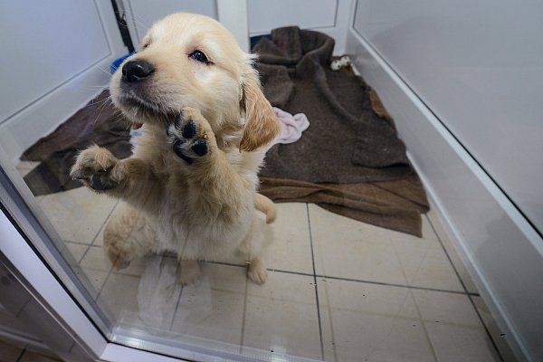Tapsig: Auch für Welpen muss pro Jahr ein gewisser Hundesteuersatz gezahlt werden. - © Foto: dpa