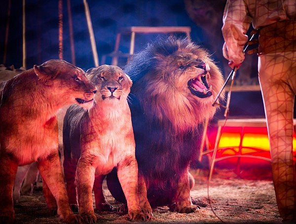 Die Löwen des Zirkus von Martin Lacey jr. zeigen Zähne. - © Mike-Dennis Müller
