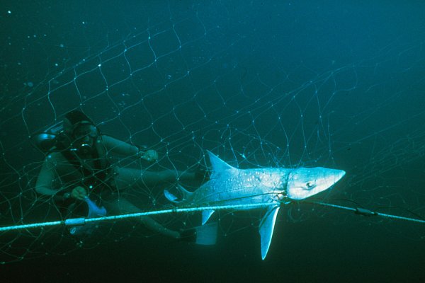 Gefährlicher Plastikmüll: Abgerissen oder über Bord geworfen sind Fischereinetze eine zumeist tödliche Falle für Meerestiere, wie für diesen Hai. - © picture alliance / WILDLIFE