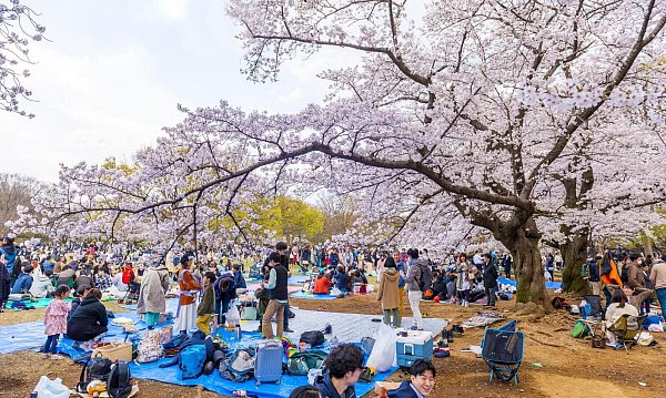 In Japan gehört es zur Tradition unter den Kirschblüten zu sitzen und Zeit mit Freunden zu verbringen. - © picture alliance / imageBROKER