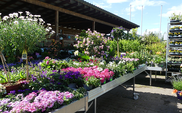 Im Raiffeisen-Markt Lichtenau gibt es eine große Auswahl an saisonalen Blumen, Sträucher und Bäume sowie passende Pflanzgefäße und Blumenschalen. - © Raiffeisen-Markt Lichtenau