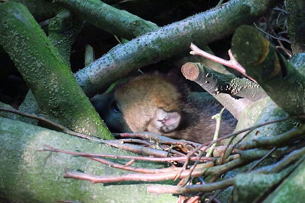 Ein Baby-Wolf: Gut versteckt liegt er zwischen Ästen. - © Kurt Ehmke