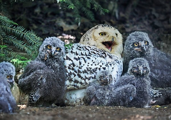 Bei den Schnee-Eulen schlüpften in diesem Sommer sechs Junghühner. - © jonek-fotografie.de