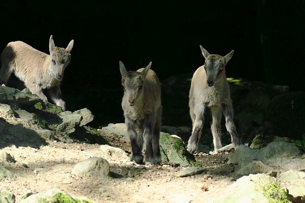 Springen und Toben: Das lieben die jungen Steinböcke. - © Kurt Ehmke