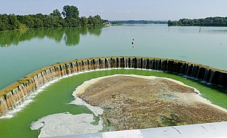 Deutlich ist die, durch Blaualgen verursachte, grüne Färbung des Lippesee-Wassers beim Blick nach Nordosten von der Franz-Dierksmeyer-Brücke zu erkennen. - Ralph Meyer