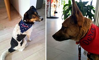 Tacco und Dora tragen die neuen Hundehalstücher, die Emily für alle Tierheimhunde genäht hat. - Tierschutzverein Bielefeld