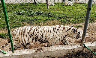 Nach Angaben der Behörden wiegte der entlaufene Tiger rund 130 Kilogramm. - -/mexikanische Umweltbehörde/dpa
