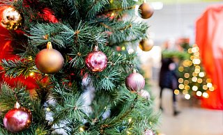 Weihnachten ohne Weihnachtsbaum ist für viele undenkbar. Doch der ökologische Fußabdruck einiger Arten ist ziemlich groß. - Rolf Vennenbernd/dpa