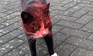 Kater "Simba" wurde zwischen dem 8. und 9. Oktober mit Farbe besprüht. - Privat