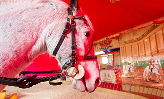 Die Tierschützer fordern, dass Ponykarussells auf Volksfesten verboten werden. - picture alliance / dpa