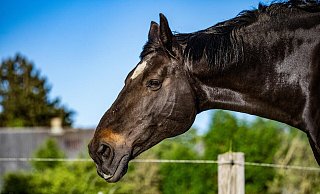 Nach dem Tod eines Pferdes am Rande eines Schützenfestes in Harsewinkel hatte sich die Tierschutzorganisation Peta zu Wort gemeldet. - Symbolbild: Pixabay