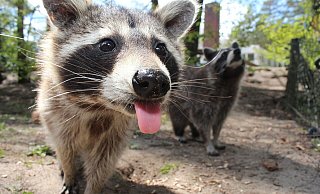 Um ihre weitere Ausbreitung einzudämmen, werden Waschbären auch im Kreis Gütersloh bejagt. - Symbolbild/Pixabay