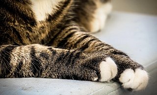 Eine Katze wurde in Kirchlengern mit Farbe besprüht. - Symbolbild: Pixabay