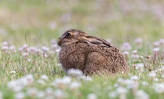 Ein neuer, für Hasen tödlicher, Virus besorgt Jäger im Kreis Herford. - Pixabay