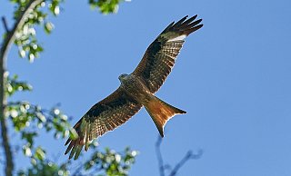 Im Mindener Naturschutzgebiet wurde ein Greifvogel mit sieben Schrotkugeln gefunden. - Symbolfoto: Pixabay