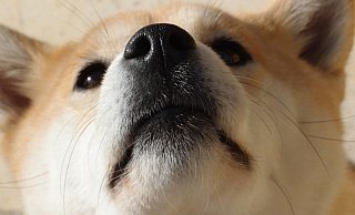 In Bad Oeynhausen haben Hunde mit ausgebildeter Spürnase einen besonderen Job. - Symbolfoto: Pixabay