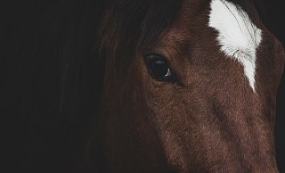 Das Pferd kommt wegen seiner Verletzungen in eine Delbrücker Tierklinik. - Symbolbild: Pixabay Das Pferd kommt wegen seiner Verletzungen in eine Delbrücker Tierklinik. - Symbolbild: Pixabay