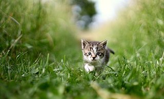 Anders als dieses Kätzchen waren die Tiere in Beverungen wohl nicht frewillig unterwegs (Symbolbild). - Pixabay/laurenta_photography
