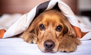 Immer wieder werden Tiere über Kleinanzeigen-Portale im Internet verkauft. - Symbolbild: Pixabay