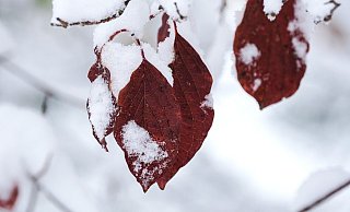 Noch in dieser Woche könnten in OWL die ersten Schneeflocken fallen. - Symbolfoto: Pixabay/NickyPe