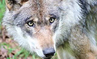 Der Wolf und seine Sichtungen in der Region polarisieren sehr stark. - Simone Flörke