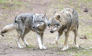 Aktuell kommt es im Kreis Minden-Lübbecke verstärkt zu Wolfssichtungen. | Symbolbild - Soeren Stache/dpa-Zentralbild/dp