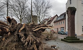Auch rund um den  Paderborner Maspernplatz sind Bäume umgekippt. - TM