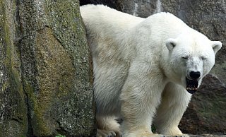 Eisbärin Katjuscha gähnt. Katjuscha ist im Alter von 37 Jahren im Zoo Berlin gestorben. - Foto: Maurizio Gambarini/dpa