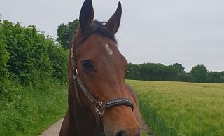 Von der Stute Desert Rose fehlt weiter jede Spur. - Privat