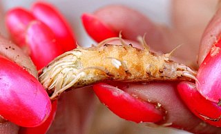 Wenn man mit der Hand pult, hat man eine Ausbeute von 33 Prozent. - dpa - Fotoreport
