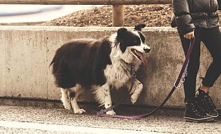 Der Gussiguide wird konzipiert für Hundehalter, die gemeinsam mit ihrem Vierbeiner die Natur- und Kulturlandschaft genießen möchten. 