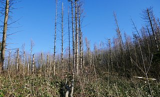 An vielen Stellen ist der Wald beschädigt. - Sonja Vollmer