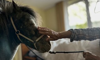 Für viele Seniorinnen und Senioren ist der Besuch der Ponys ein unbezahlbarer Glücksmoment. Pony Lion genießt die Streicheleinheit. - Danielle Dörsing