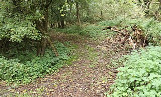 Dieser Weg im Naturschutzgebiet Heipker See gehört hier nicht hin. Wer ihn verursacht hat, ist nicht bekannt. - Birgit Guhlke