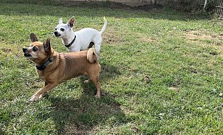 Tiere wie Katy (weiß) und Rocko (braun) suchen noch ihr Zuhause. Interessenten können die Tiere des Tierheims Lübbecke am Tag der offenen Tür kennenlernen. - Amelie Halstenberg