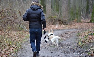 Bei einem Spaziergang mit seinem Hund wurde ein Mann im Bustedter Holz überfallen. - Pixabay