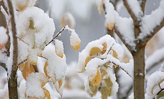In den ersten Regionen klopft zum Beginn der Woche der Winter mit Schneefällen an (Archivbild). - Matthias Bein/dpa