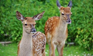 Zur Zeit ist die Gefahr für Rehe auf den Straßen im Kreis besonders hoch. - Pixabay