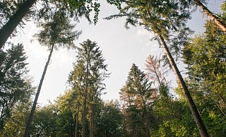 Gezielte Pflanzungen von Bäumen in der Innenstadt und in den Außenbereichen sollen Ersatz für die klimabedingten Ausfälle (hier: Borkenkäferbefall von Fichten) der vergangenen Jahre schaffen. - Ralf Bittner