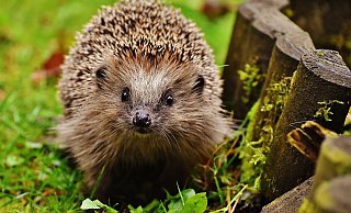Der Igel steht auf der Roten Liste. Eine Gefahr für die Tiere sind Mähroboter, die nachts fahren, denn die Tiere sind dann auf Futtersuche. - Pixabay