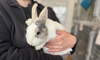 Schon bald zieht Kaninchendame „Lagertha“ in ihr neues Zuhause nach Oelde. Das Tierheim Bielefeld konnte das Tier retten, nicht aber das Neugeborene. - pb