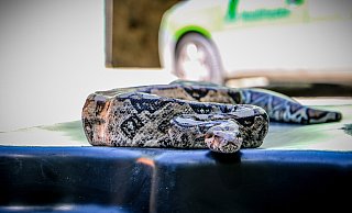 Der Fund der 15 Kilo schweren Würgeschlange in einem Komposthaufen in Herford sorgte für einiges Aufsehen. - Daniel Salmon