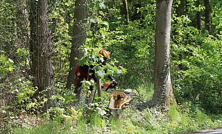 Der Baum ist gefällt. Ein Mitarbeiter des Forstunternehmens trennt mit der Motorsäge Stumpf und Stamm. - Jobst Lüdeking