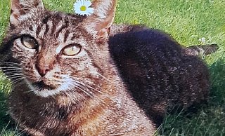 Hauskatze Tiene war eine Freigängerin, ihr Spaziergang am Donnerstagmorgen wurde dem Tier allerdings zum Verhängnis. - privat