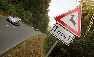 Das vermutlich verletzte Reh lief nach dem Zusammenstoß weiter und verschwand links des Weges. - David Schellenberg