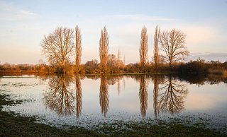 Bäumen spiegeln sich in vom Hochwasser überfluteten Feldern in der Leinemasch im Süden von Hannover. - Julian Stratenschulte/dpa