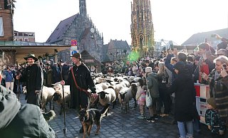 Eine Herde mit 600 Schafen ist in Nürnberg mitten durch die Stadt zu ihren Winterweiden gezogen. - Daniel Löb/dpa