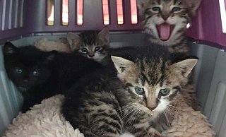 Diese vier Katzenbabys wurden in einem zugeschnürten Kartoffelsack an der Weseler Straße in Bünde aufgefunden. - Tierschutzverein Herford