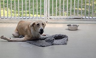 Dieser Hund wurde vermutlich angefahren. Es ist noch offen, wie es mit ihm weiter geht. - Janina Schrader